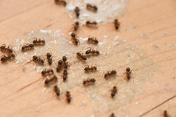 Best Pest Prevention Services  in Short Pump, VA